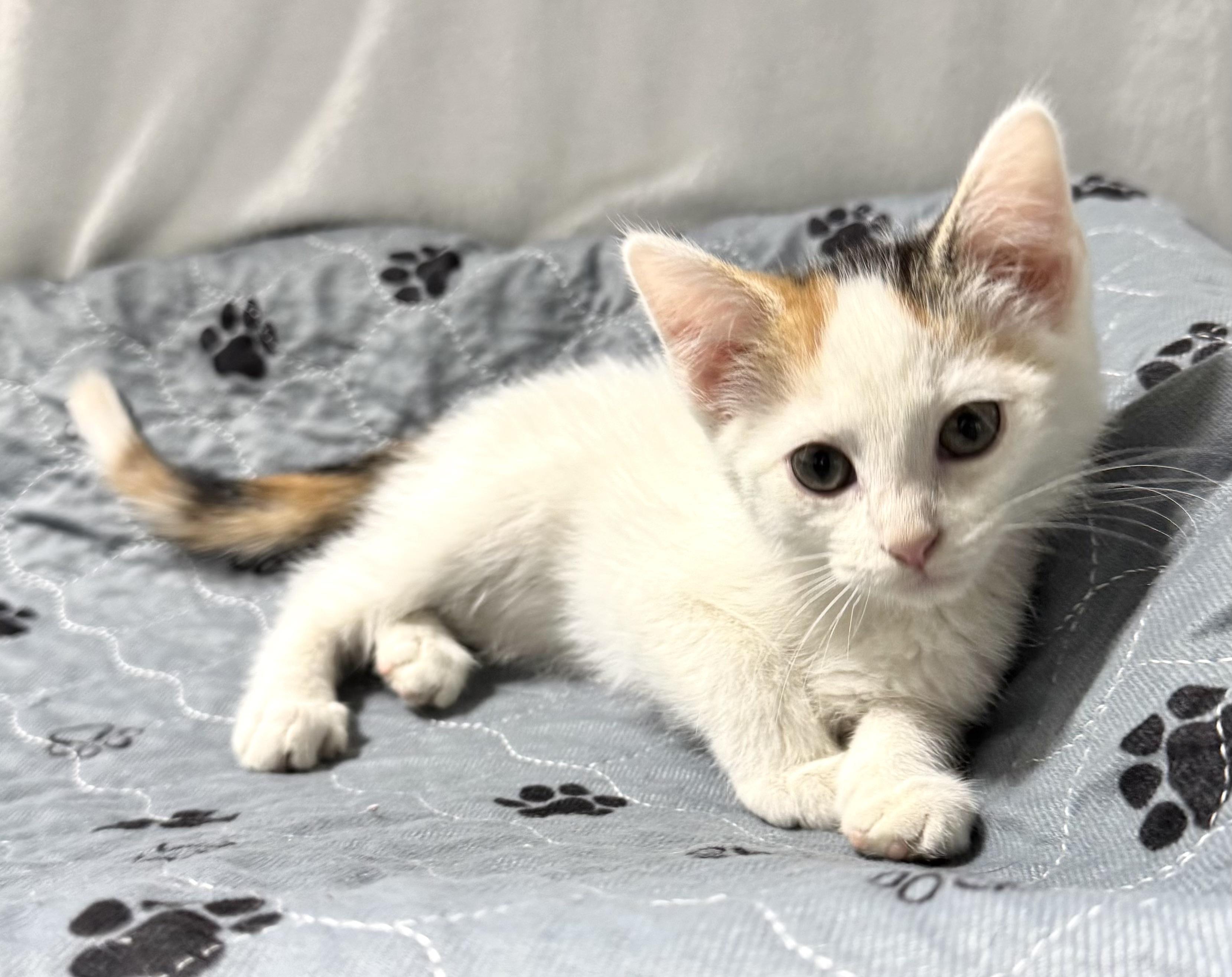 LULU, a Adoptable mixed breed in Beechbottom, WV image 2/5