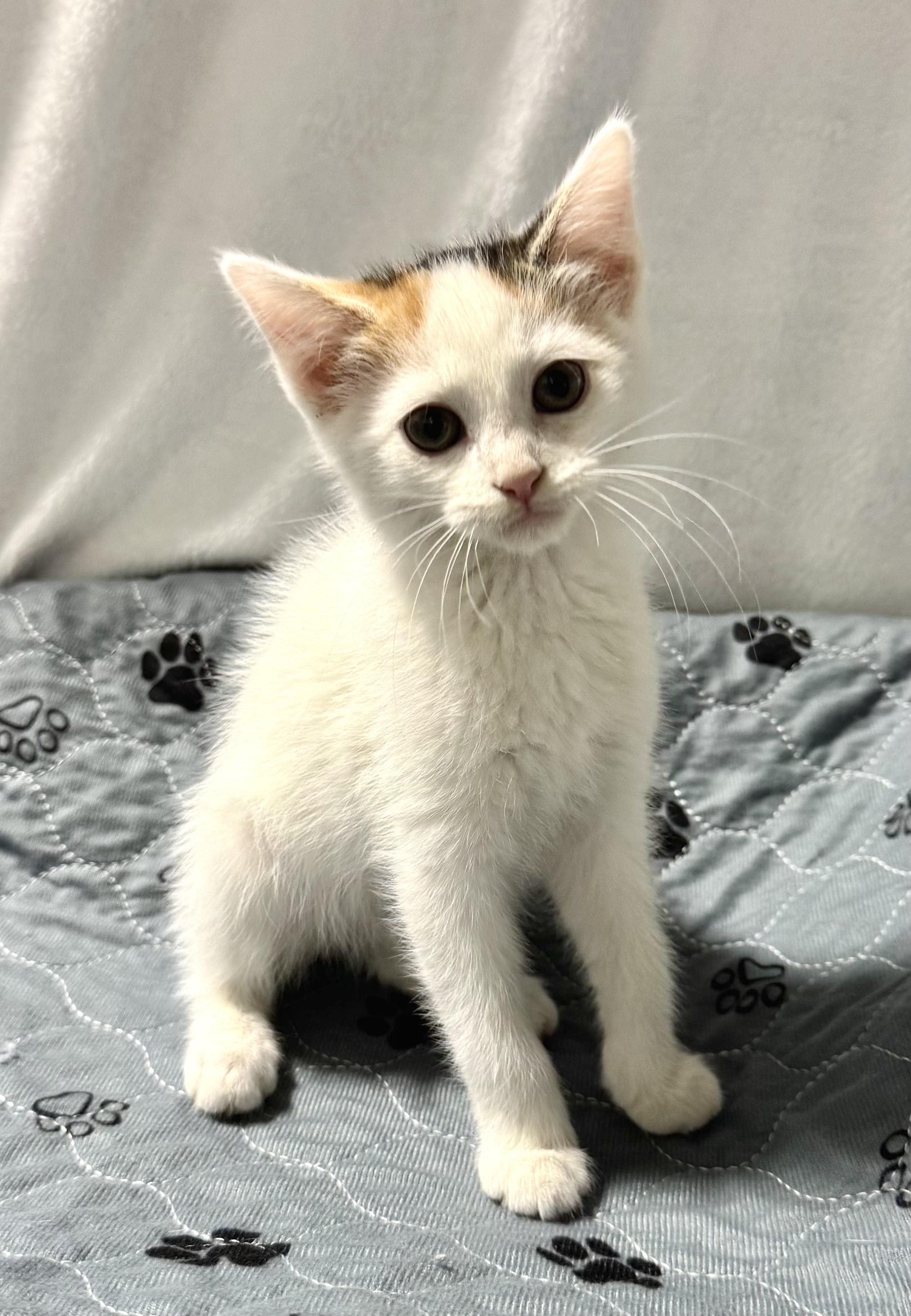 LULU, a Adoptable mixed breed in Beechbottom, WV image 5/5