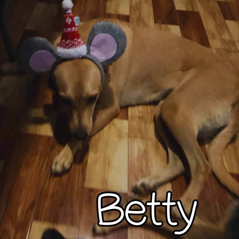 Betty - 25299, Adoptable, Adult Female Retriever.