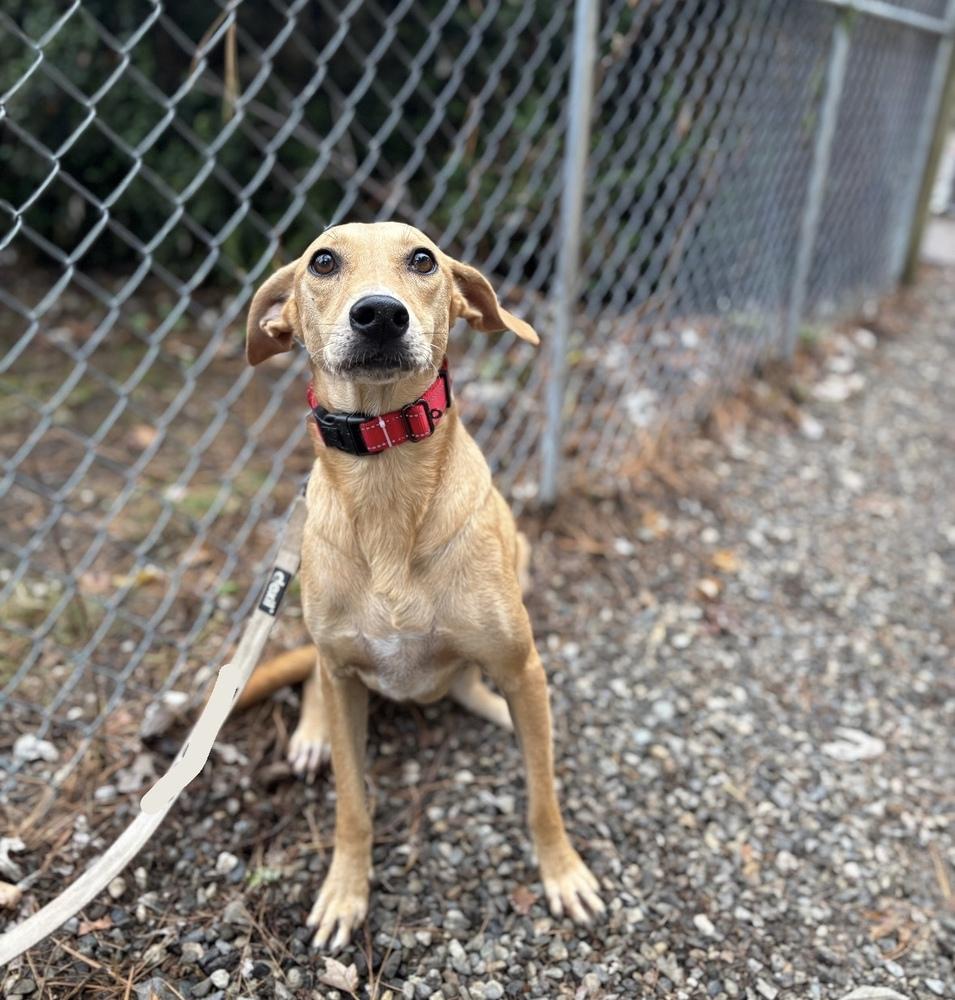 Enlarge Betty - 25299, a Adoptable mixed breed in Armonk, NY image 2/2