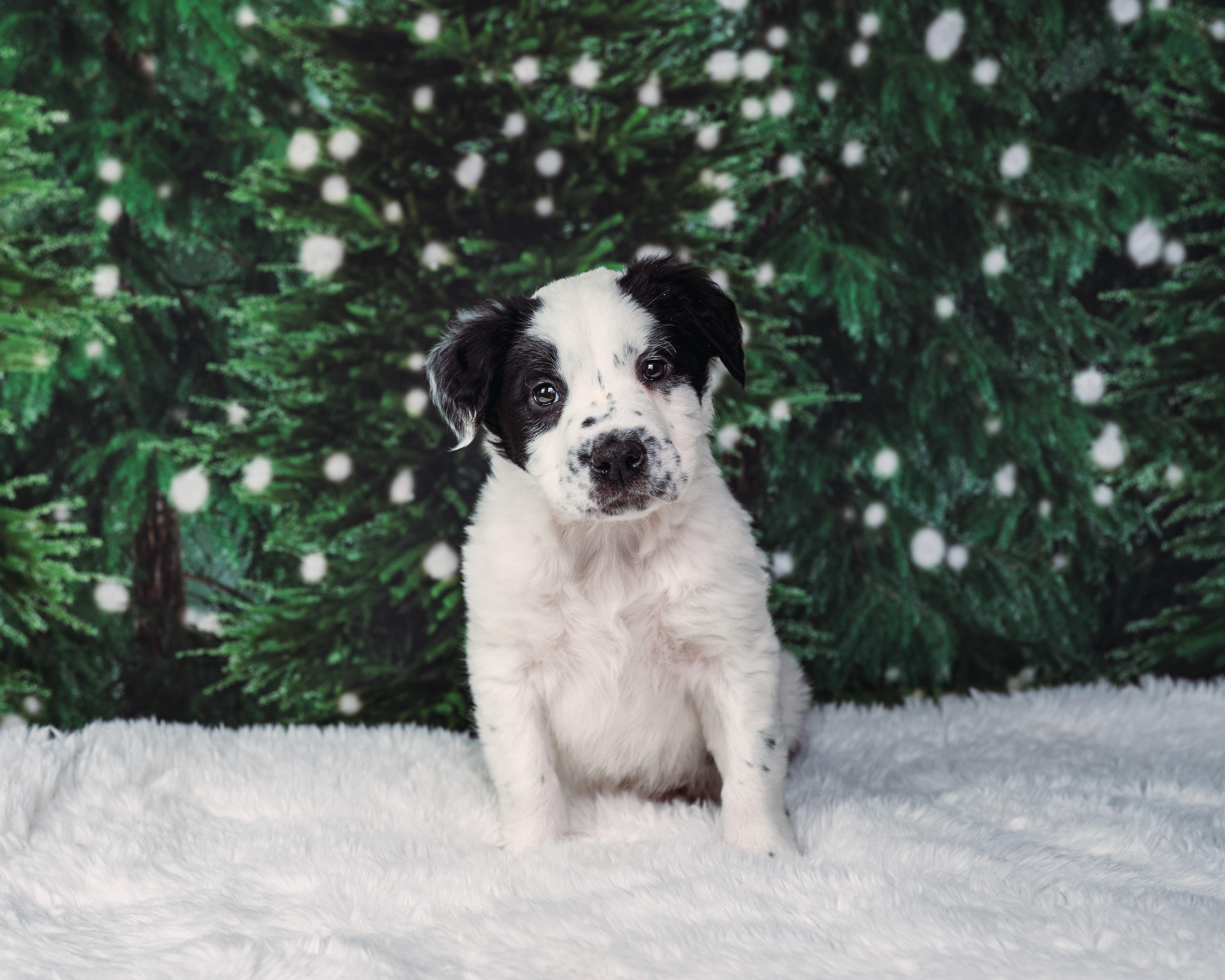 Enlarge Rascal , an adoption pending mixed breed in Avon, CT image 2/5