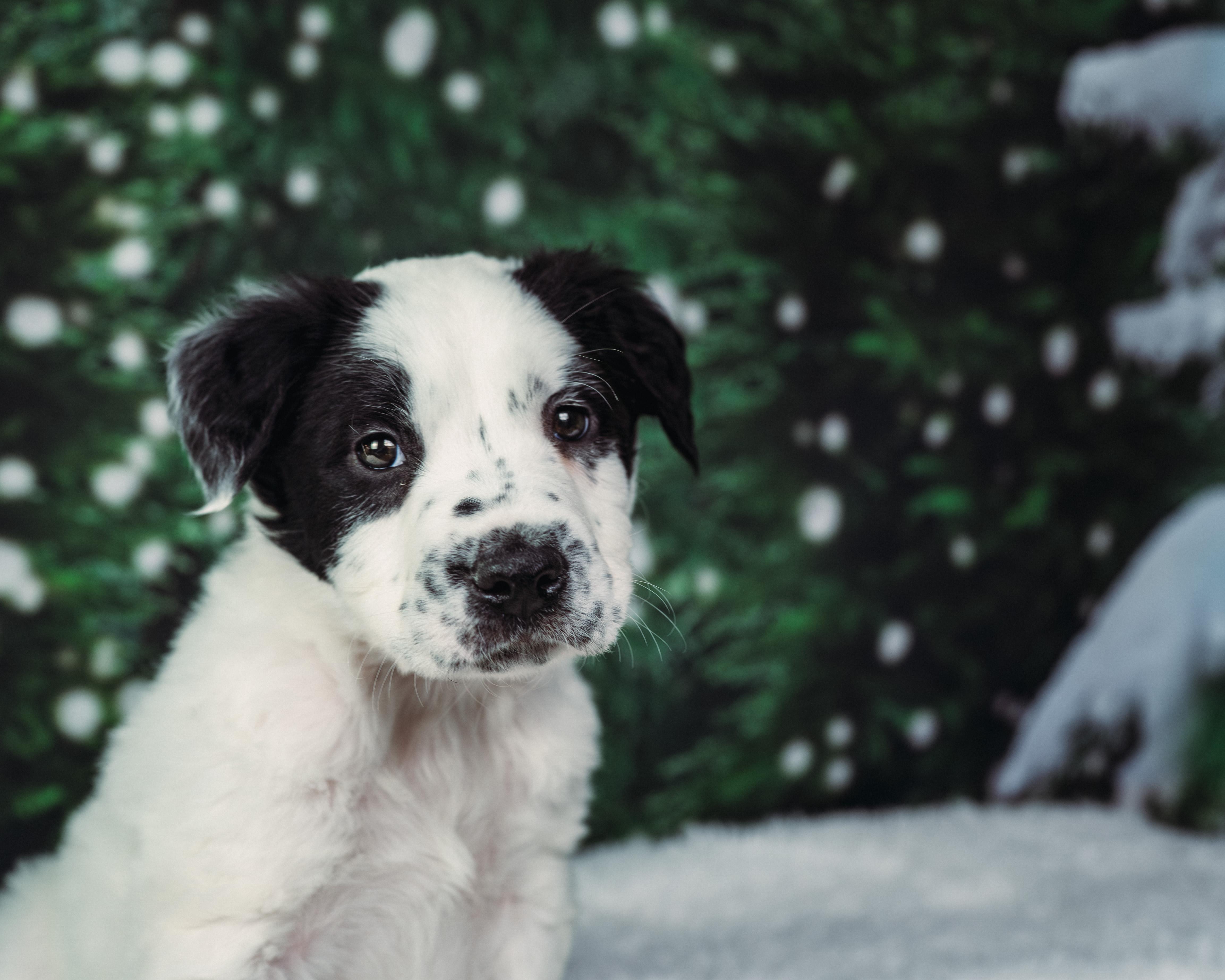 Enlarge Rascal , an adoption pending mixed breed in Avon, CT image 3/5