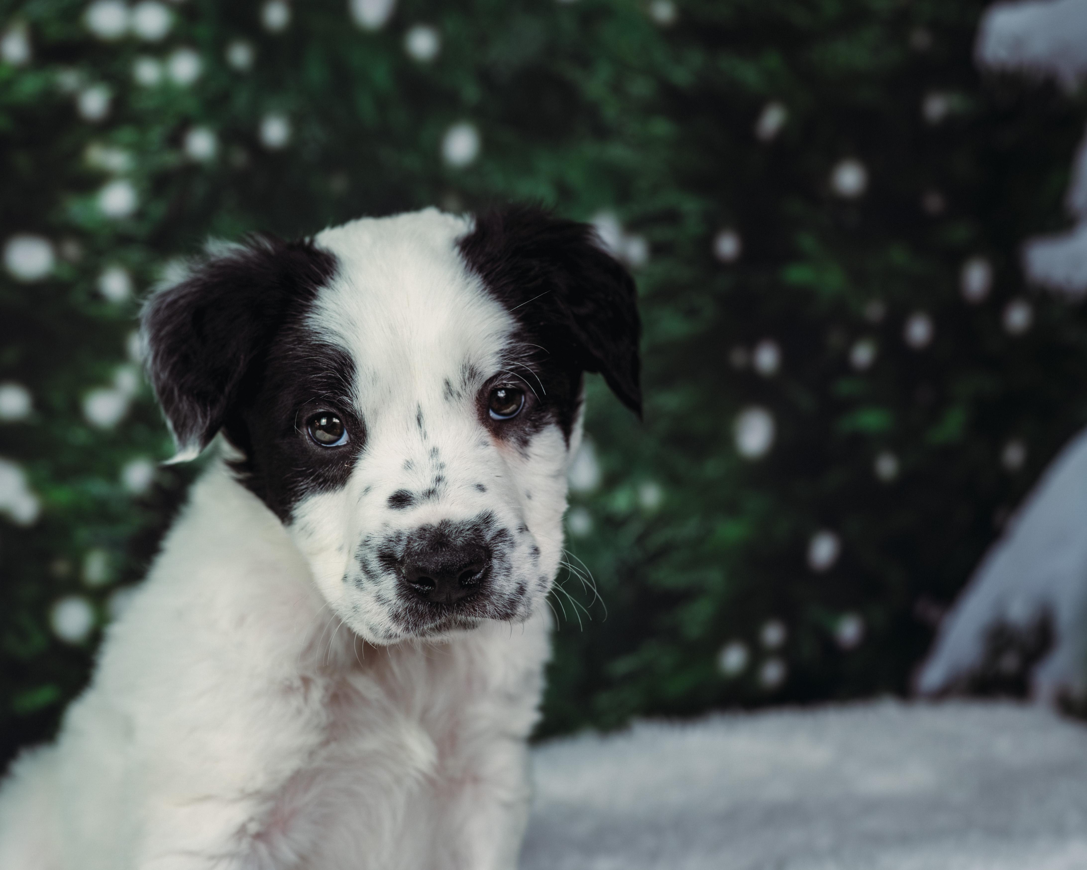 Rascal , adoptable, Puppy Male Pit Bull Terrier.