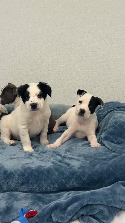 Enlarge Rascal , an adoption pending mixed breed in Avon, CT video 4/5