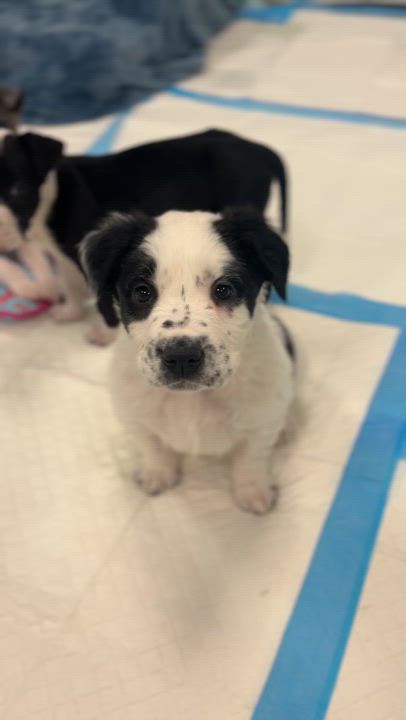 Enlarge Rascal , an adoption pending mixed breed in Avon, CT video 5/5