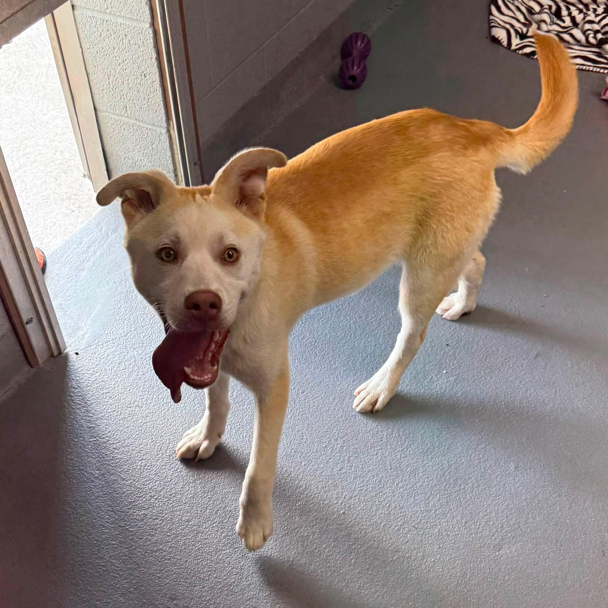 LEO, a ADOPTABLE mixed breed in Cadiz, OH image 4/4