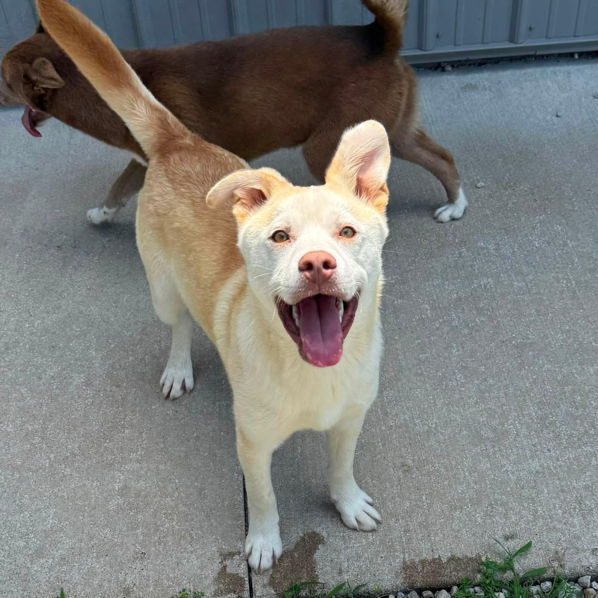 LEO, a ADOPTABLE mixed breed in Cadiz, OH image 3/4