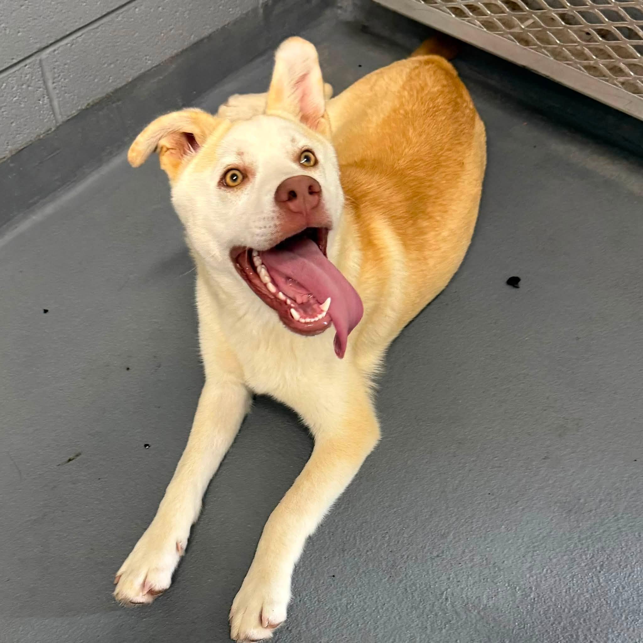 LEO, a ADOPTABLE mixed breed in Cadiz, OH image 2/4