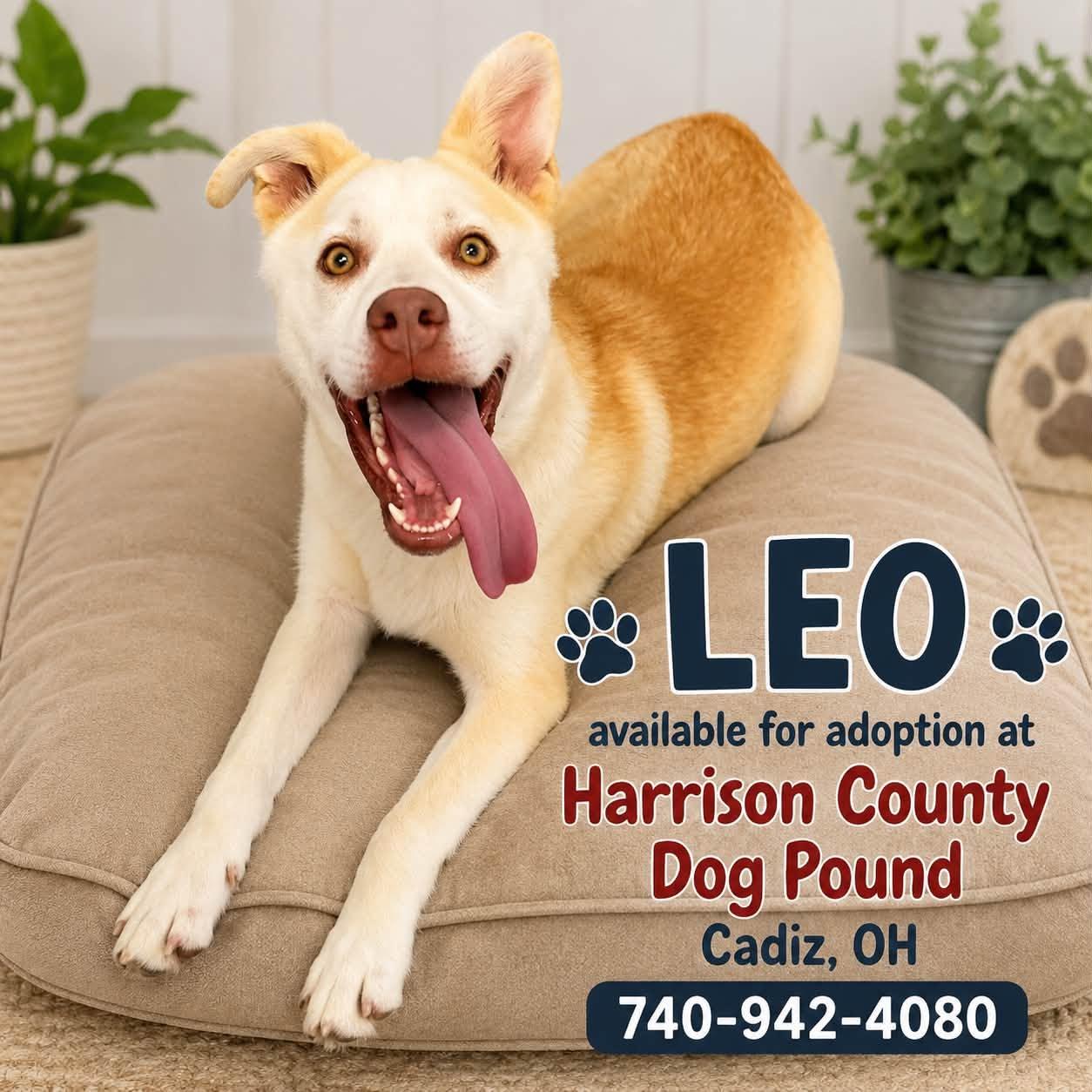 LEO, ADOPTABLE, Young Male Husky.