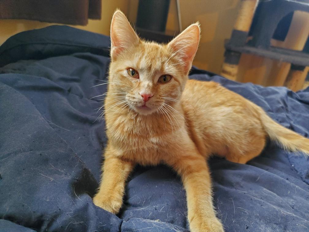 GRACIE, ADOPTABLE, Young Female Domestic Short Hair.