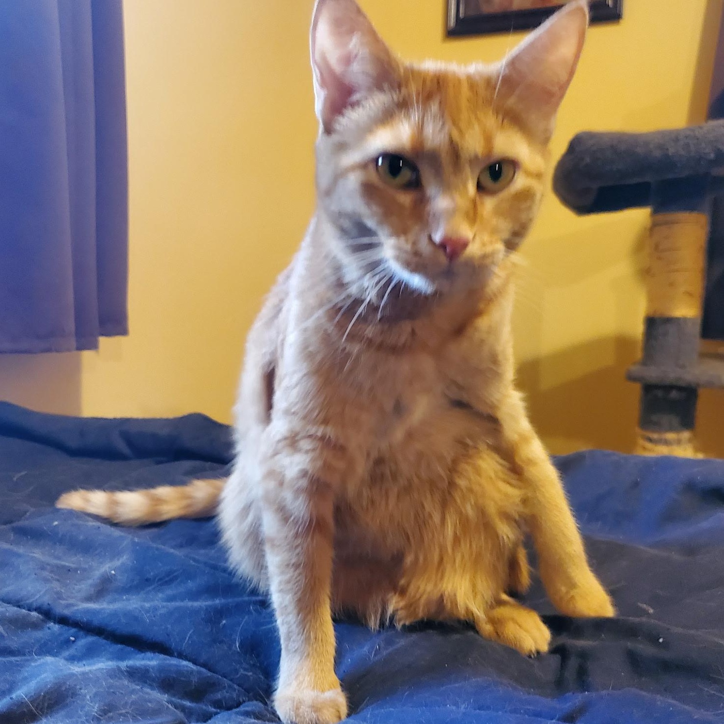 Enlarge GRACIE, a Adoptable Domestic Short Hair in Chicago Ridge, IL image 4/4