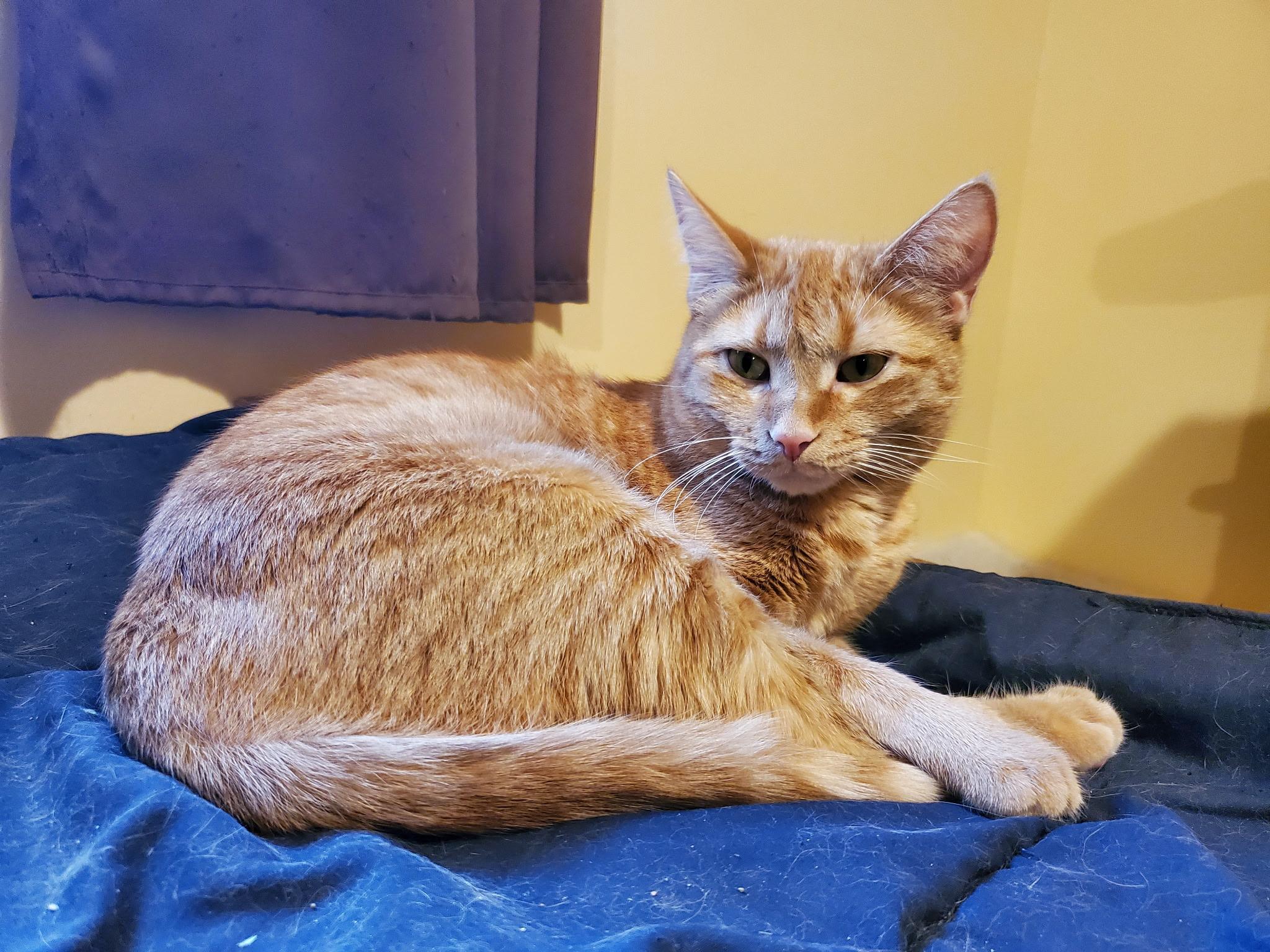 Enlarge GRACIE, a Adoptable Domestic Short Hair in Chicago Ridge, IL image 1/4