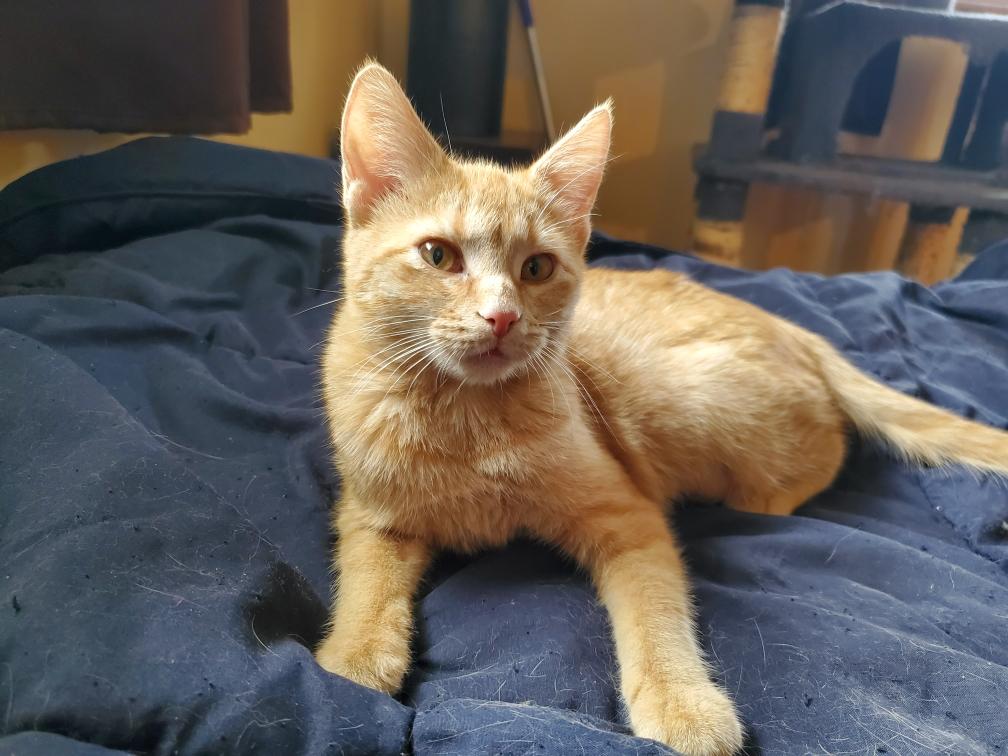 Enlarge GRACIE, a ADOPTABLE Domestic Short Hair in Chicago Ridge, IL image 2/2