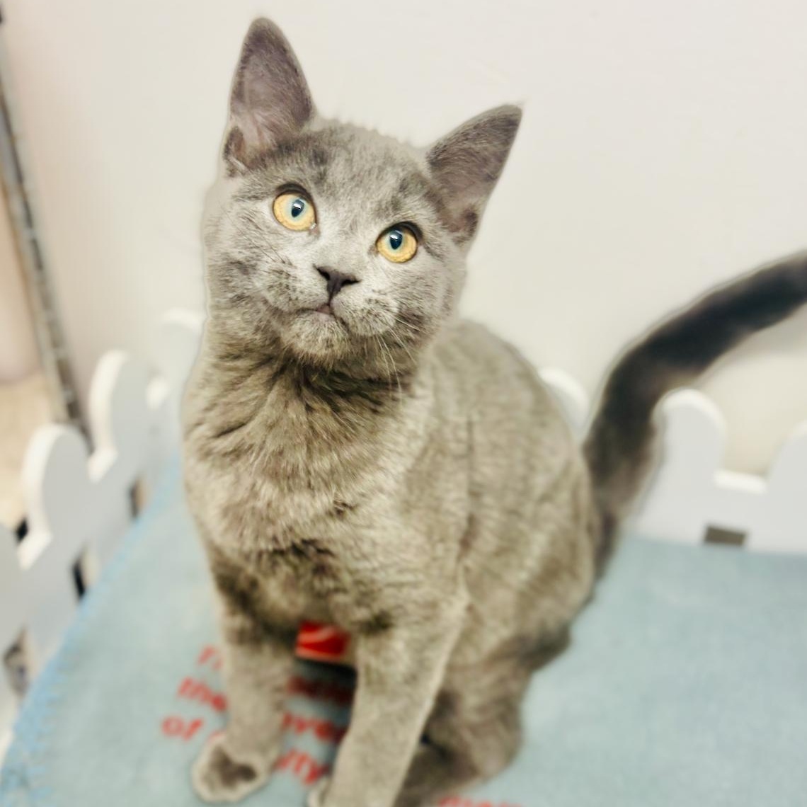 Navy 4341, adoptable, Kitten Female Domestic Short Hair.