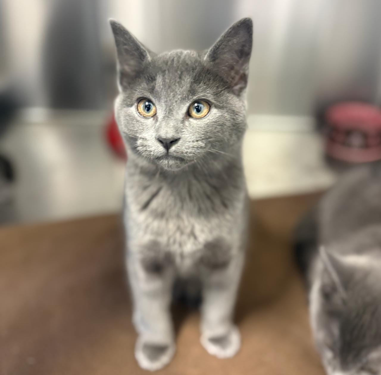 Enlarge Navy 4341, an adoptable Domestic Short Hair in St Stephen, NB image 2/2
