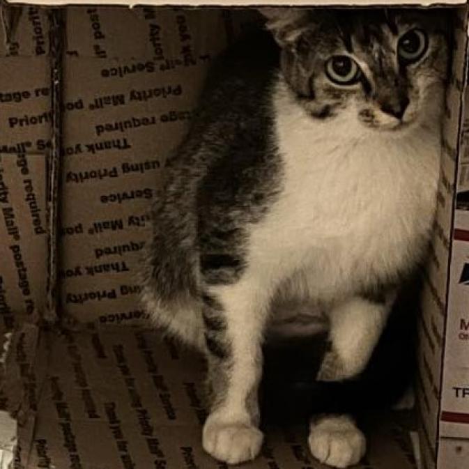 Enlarge Mischief, a Adoptable Domestic Short Hair in Chicago, IL image 1/1