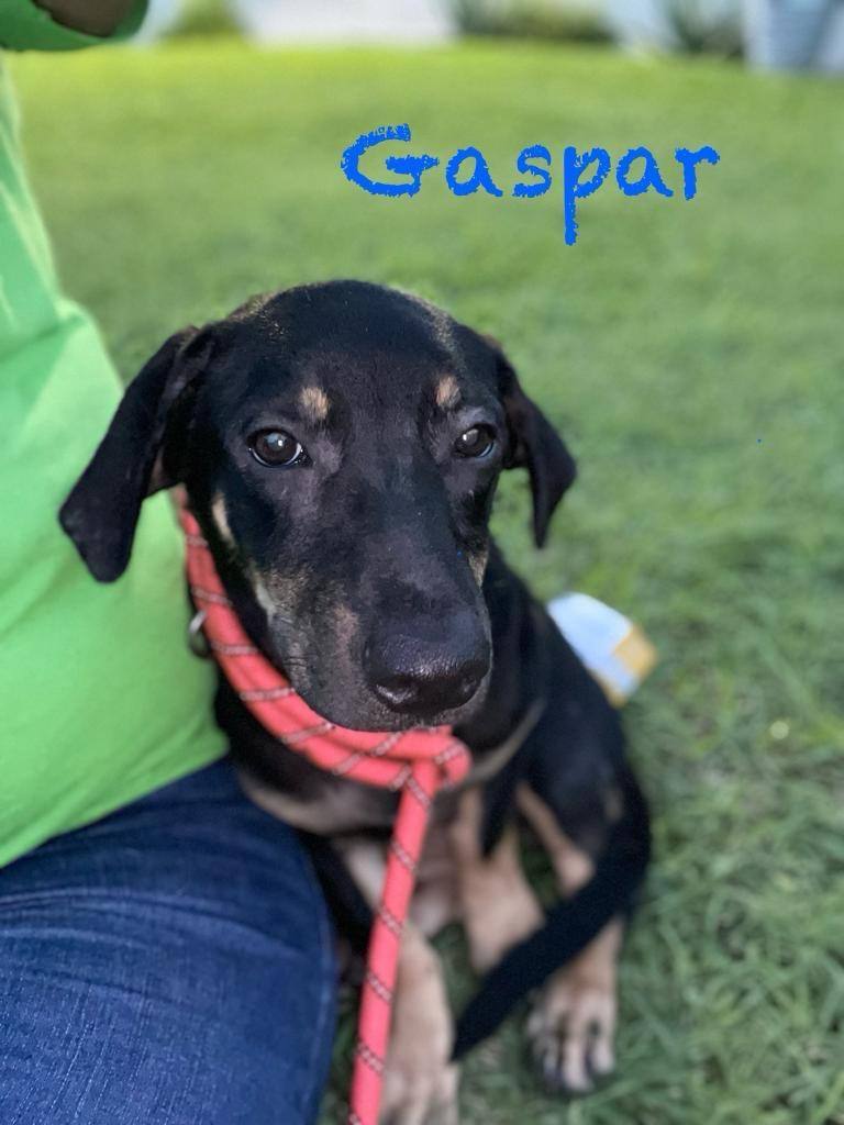 Gaspar, a Adoptable mixed breed in Athens , NY image 2/2