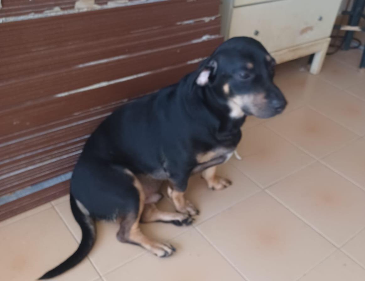 Gaspar, a Adoptable mixed breed in Athens , NY image 1/2