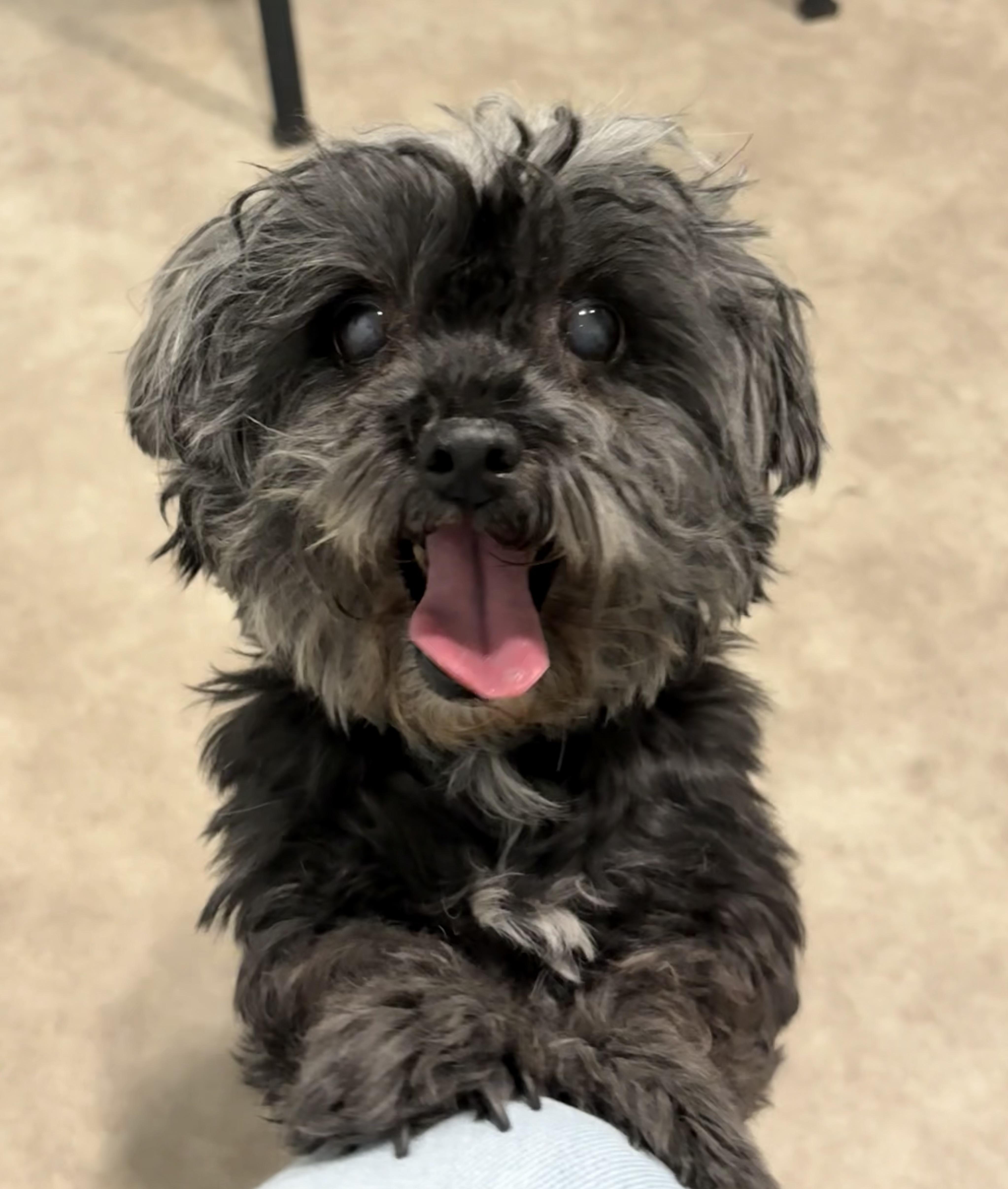 Emma, ADOPTABLE, Senior Female Shih Tzu.