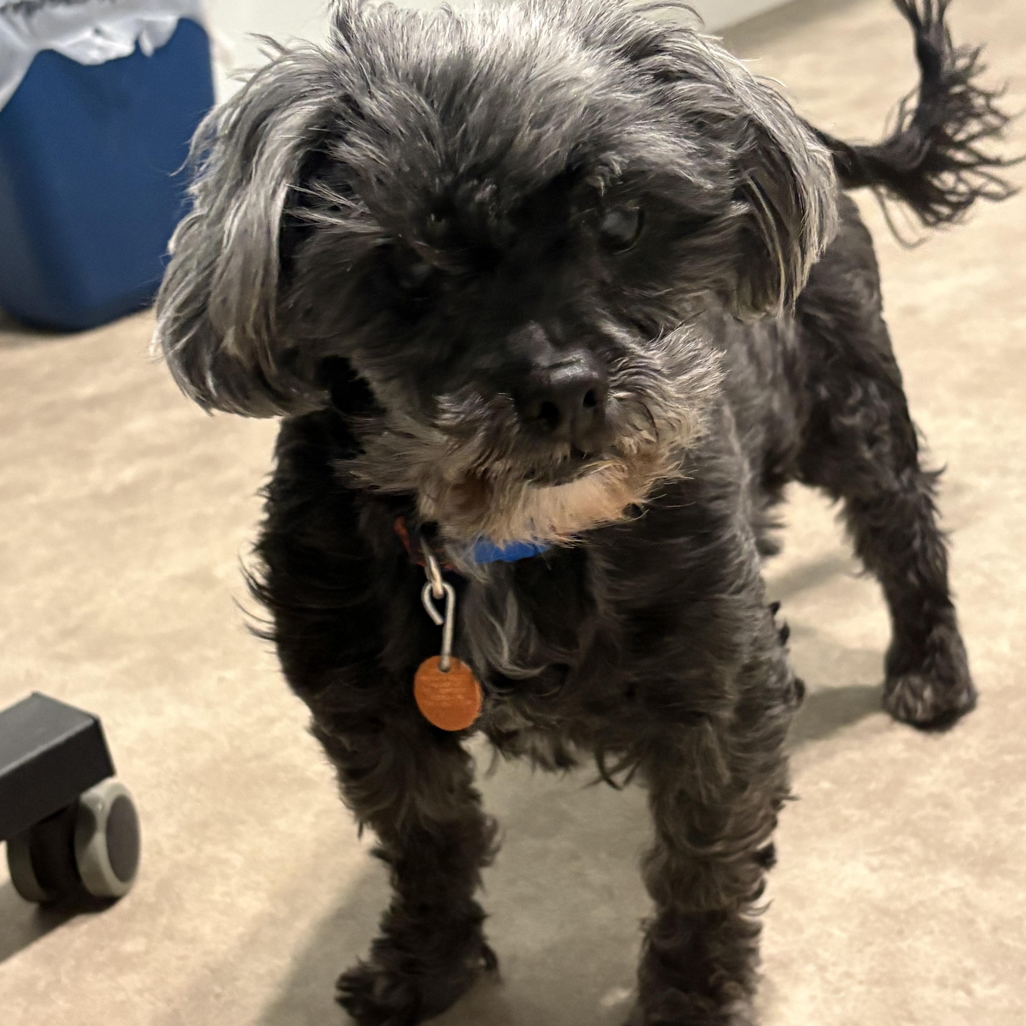 Emma, an adoptable Shih Tzu in Grant, NE image 5/6