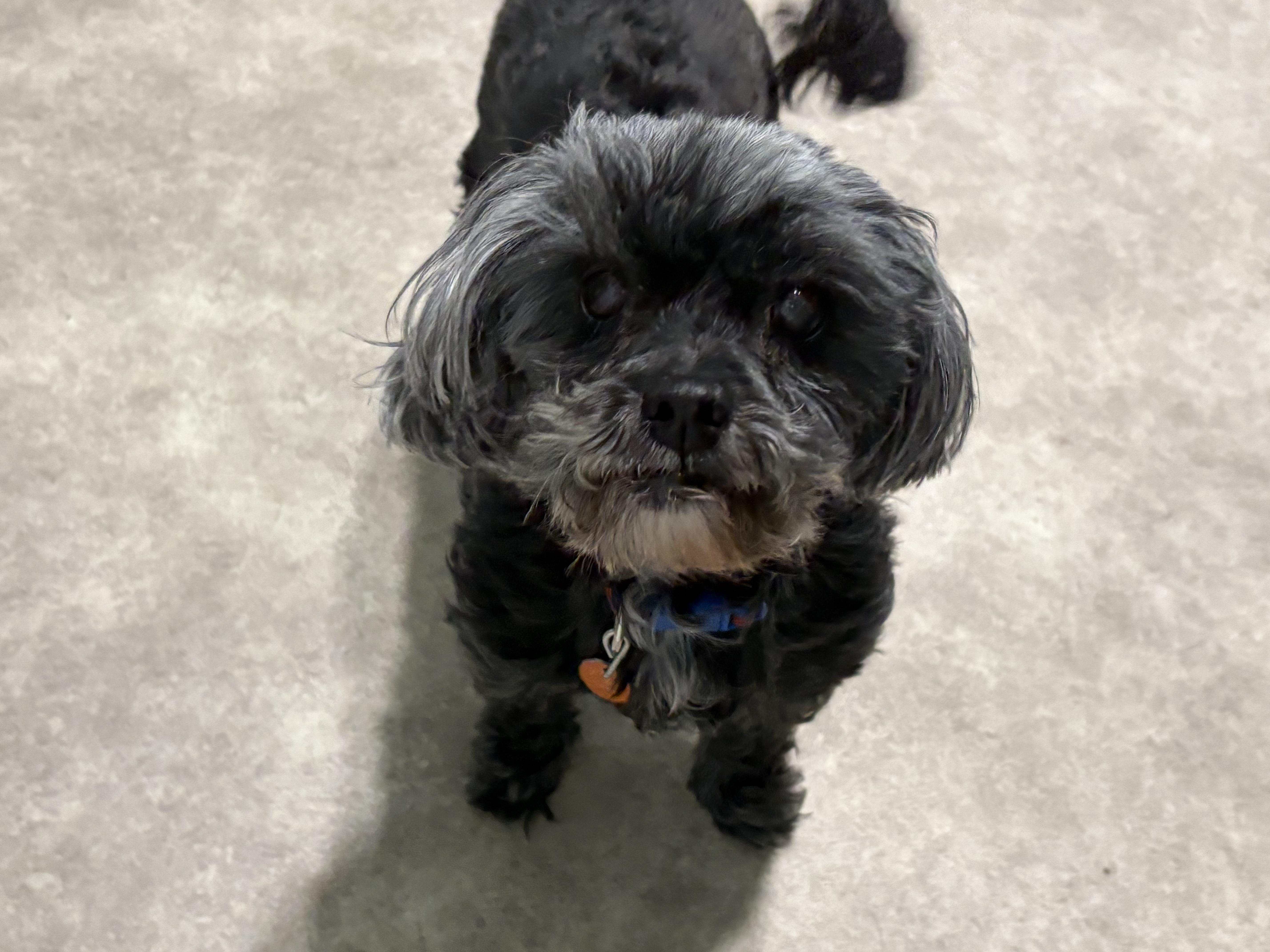 Emma, adoptable, Senior Female Shih Tzu.