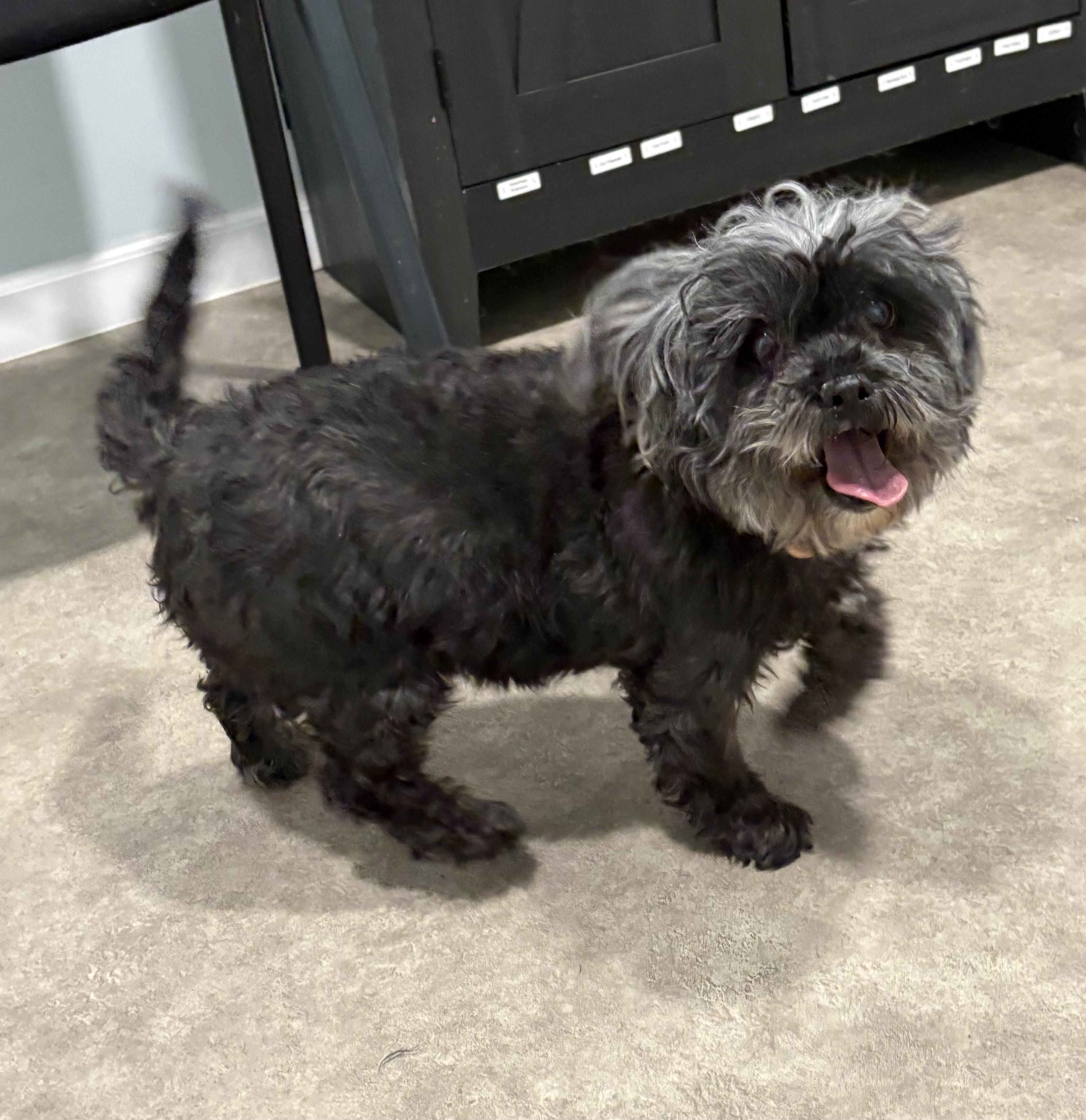 Enlarge Emma, a ADOPTABLE Shih Tzu in Grant, NE image 2/3