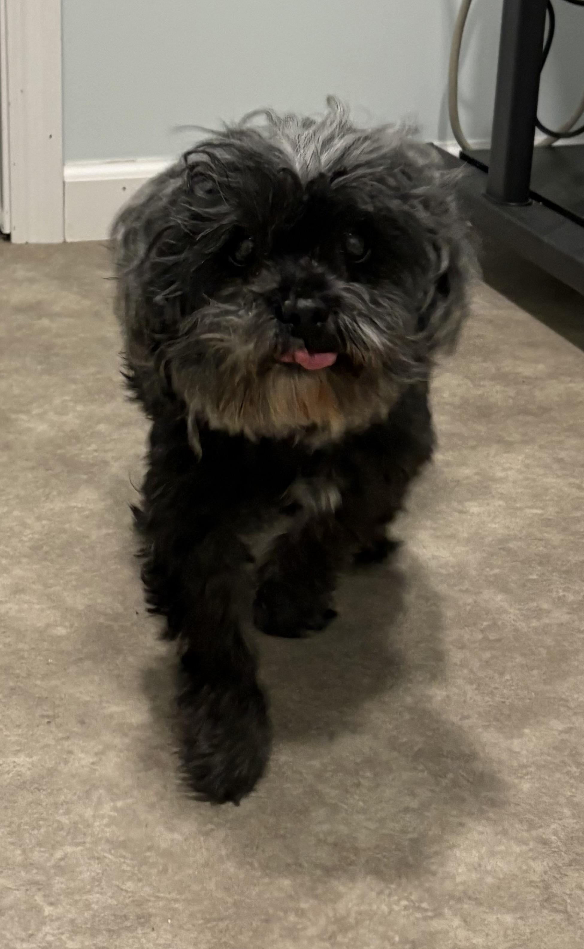 Enlarge Emma, a ADOPTABLE Shih Tzu in Grant, NE image 3/3