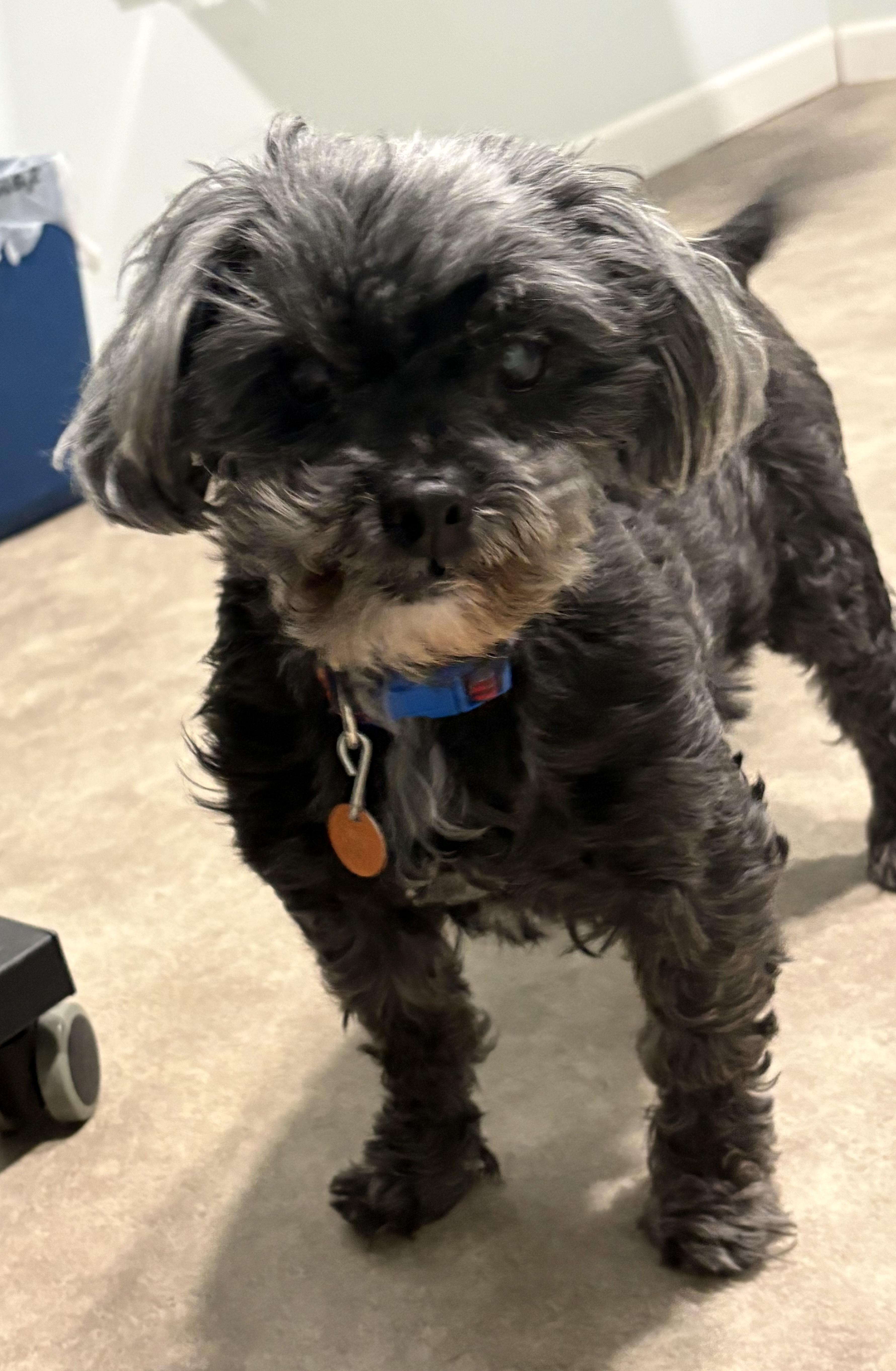 Emma, an adoptable Shih Tzu in Grant, NE image 6/6