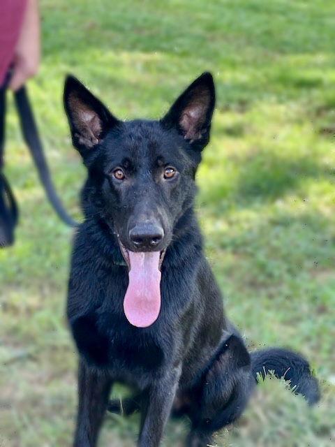 Enlarge Julio, a Adoptable German Shepherd Dog in Baltimore, MD image 1/3