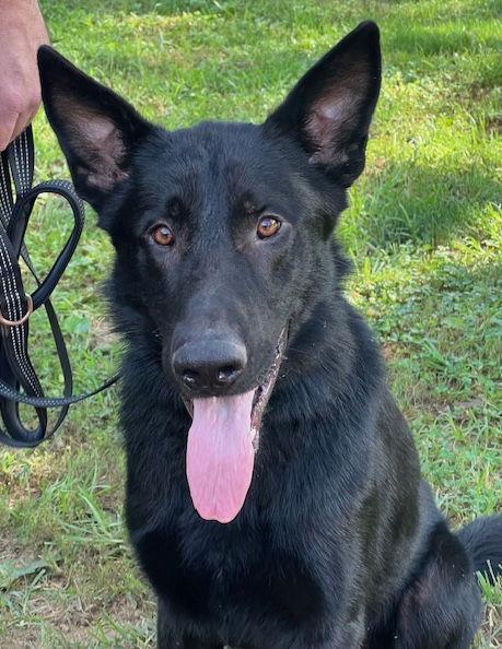 Enlarge Julio, a Adoptable German Shepherd Dog in Baltimore, MD image 2/3