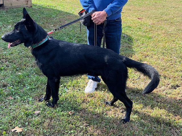 Julio, a Adoptable German Shepherd Dog in Baltimore, MD image 2/3