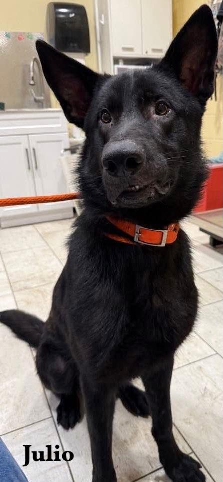 Julio, a Adoptable German Shepherd Dog in Baltimore, MD image 3/3