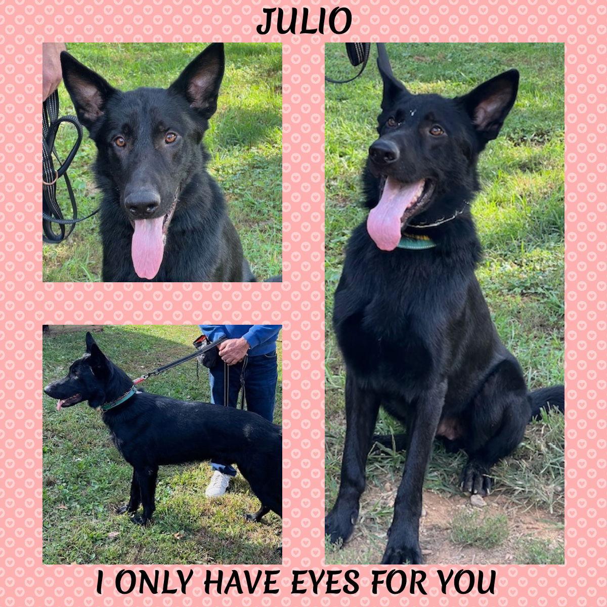 Enlarge Julio, a Adoptable German Shepherd Dog in Baltimore, MD image 2/3