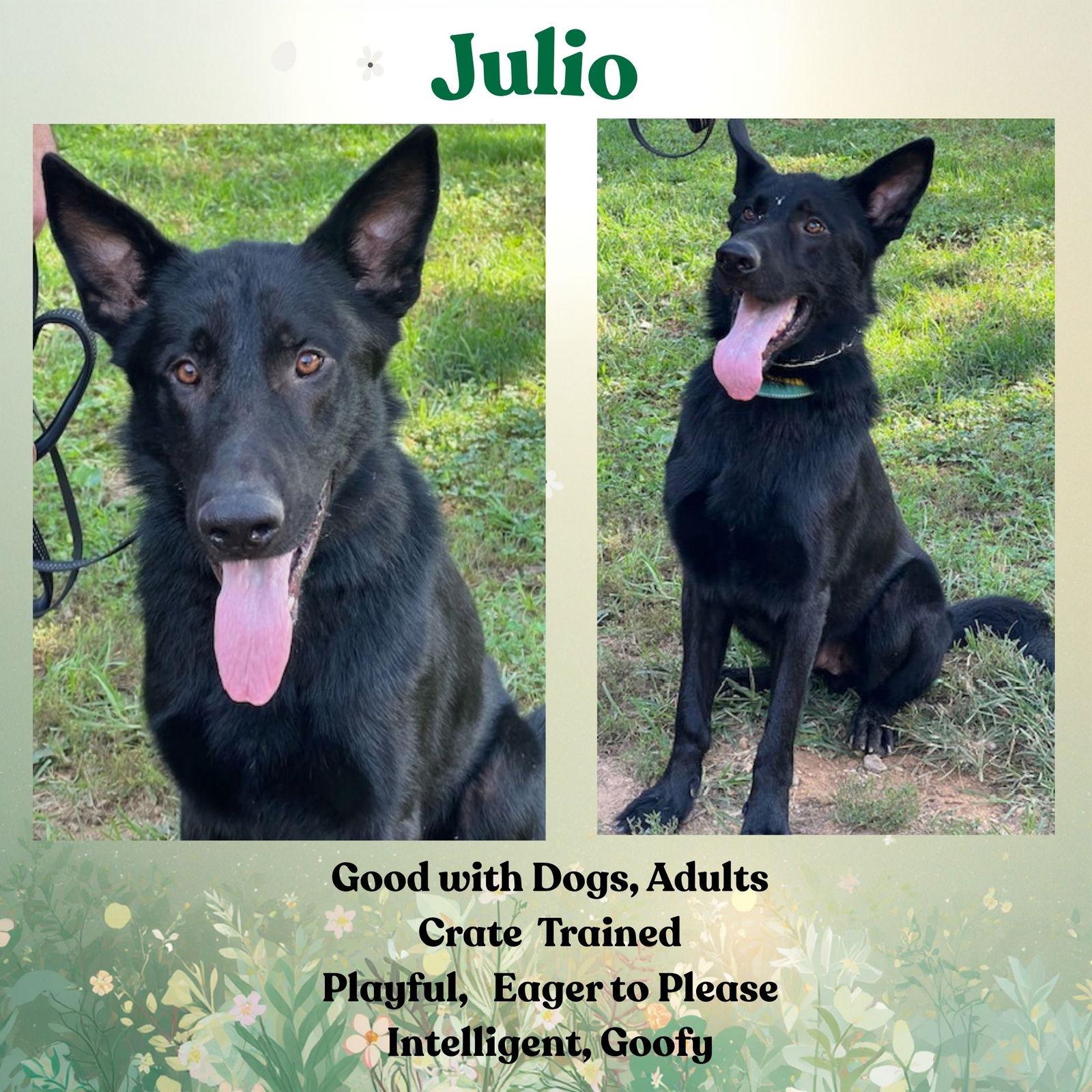 Enlarge Julio, a Adoptable German Shepherd Dog in Baltimore, MD image 3/3