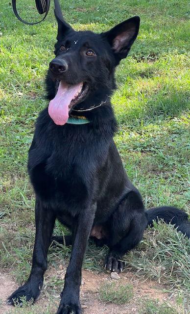 Enlarge Julio, a Adoptable German Shepherd Dog in Baltimore, MD image 3/3