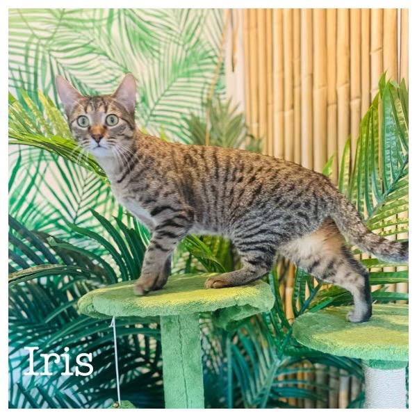 Enlarge Iris (Bonded with Adonis), a Adoptable Domestic Short Hair in Lewisville, TX image 3/6