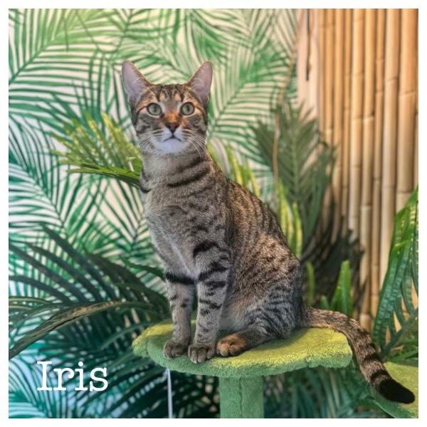 Enlarge Iris (Bonded with Adonis), a Adoptable Domestic Short Hair in Lewisville, TX image 5/6