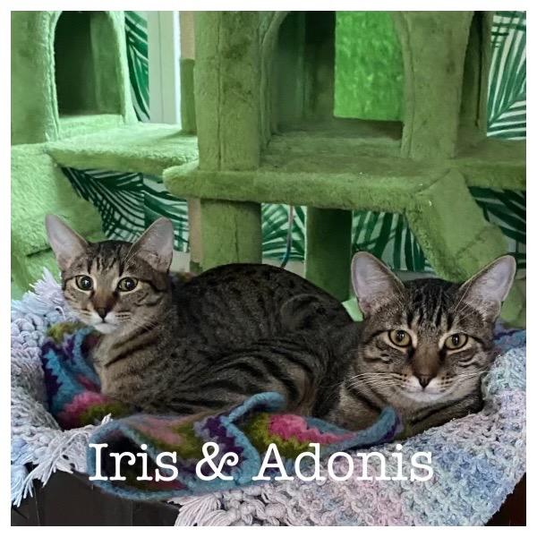 Iris (Bonded with Adonis), a Adoptable Domestic Short Hair in Lewisville, TX image 2/6