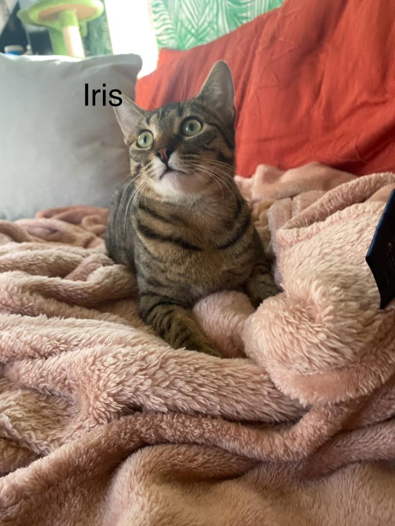 Iris (Bonded with Adonis), a Adoptable Domestic Short Hair in Lewisville, TX image 4/6