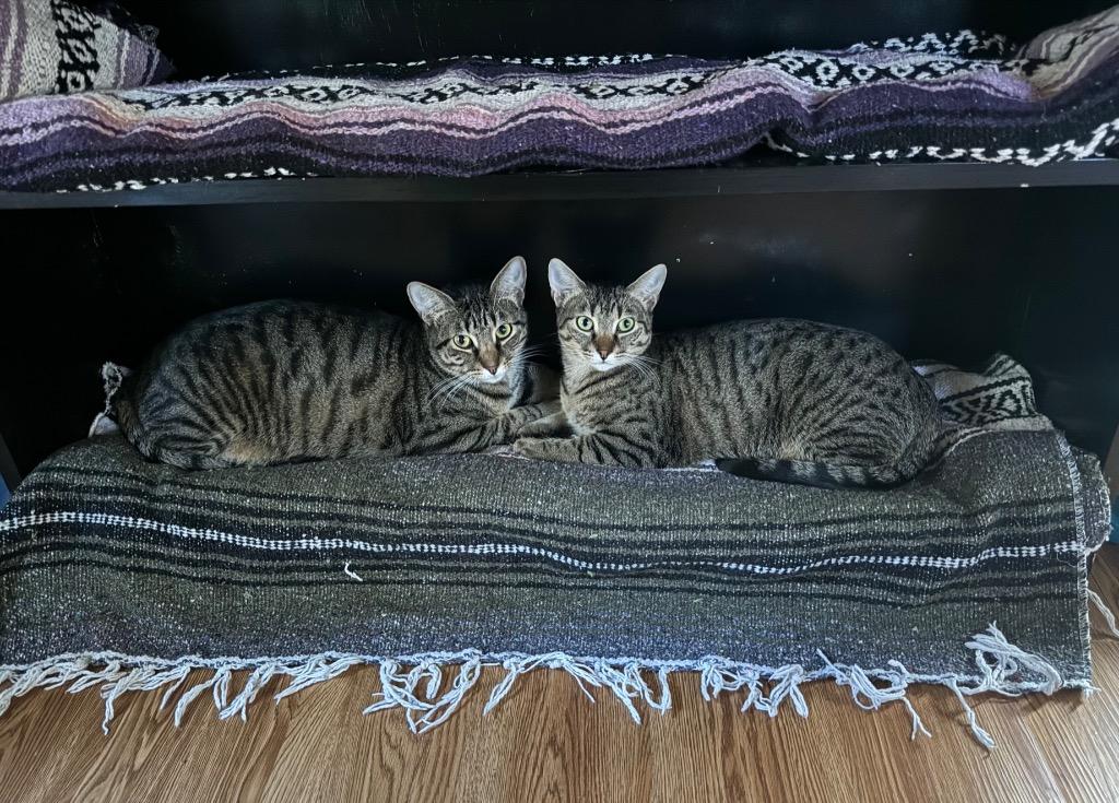 Iris (Bonded with Adonis), a Adoptable Domestic Short Hair in Lewisville, TX image 6/6