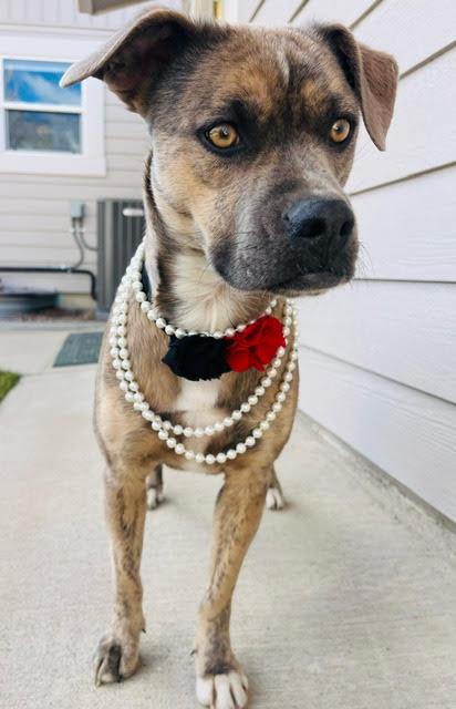 Enlarge Reece, a Adoptable mixed breed in Huson, MT image 1/6