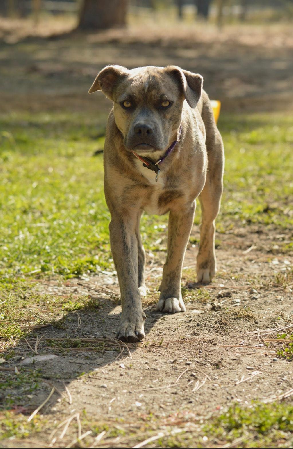Enlarge Reece, a Adoptable mixed breed in Huson, MT image 3/6