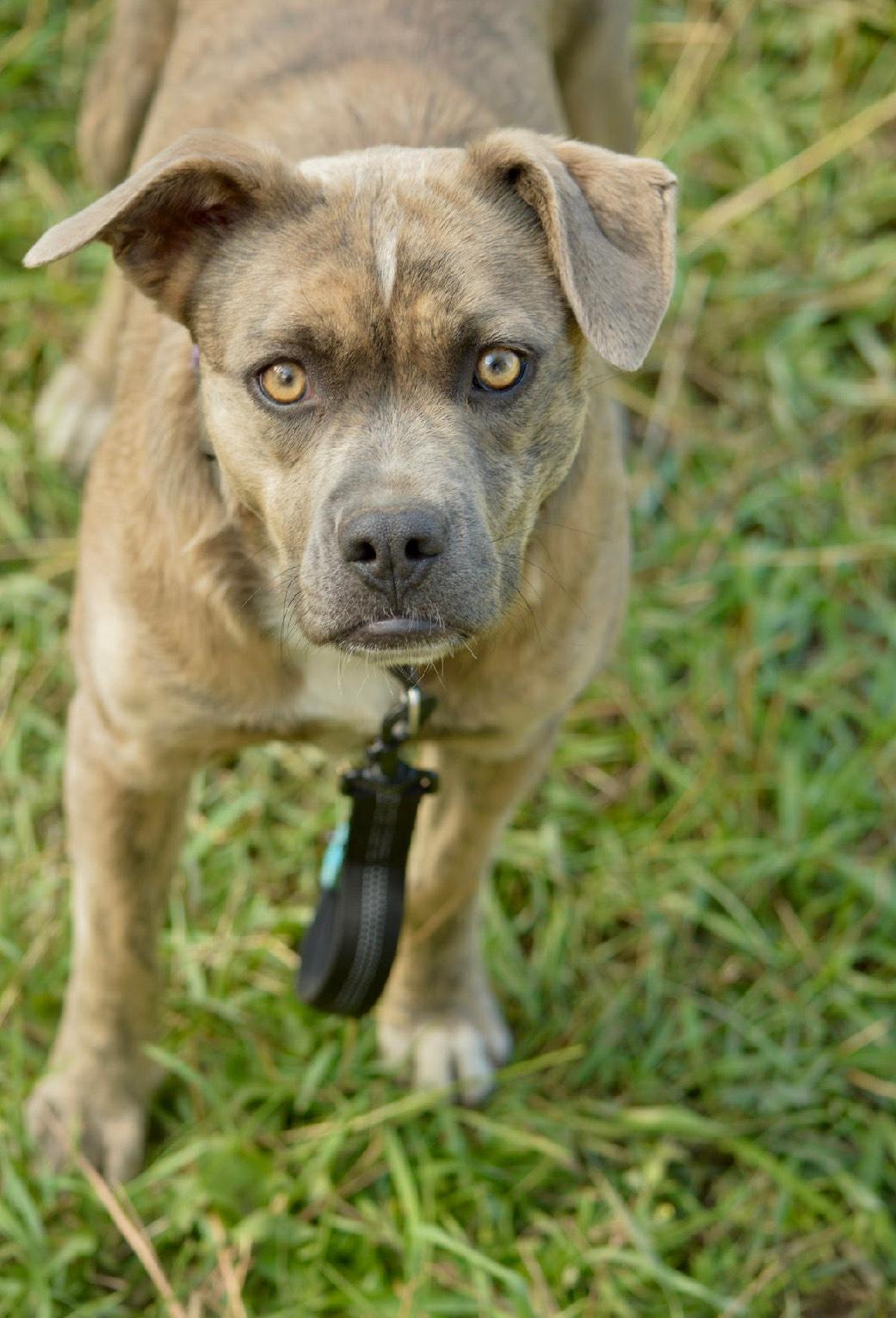 Enlarge Reece, a Adoptable mixed breed in Huson, MT image 4/6