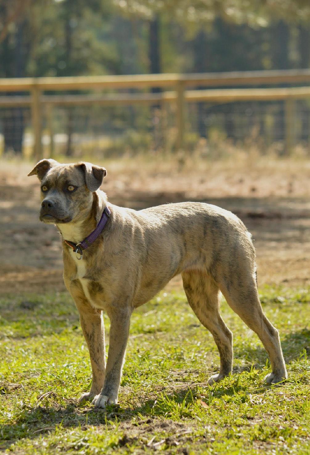 Enlarge Reece, a Adoptable mixed breed in Huson, MT image 2/6