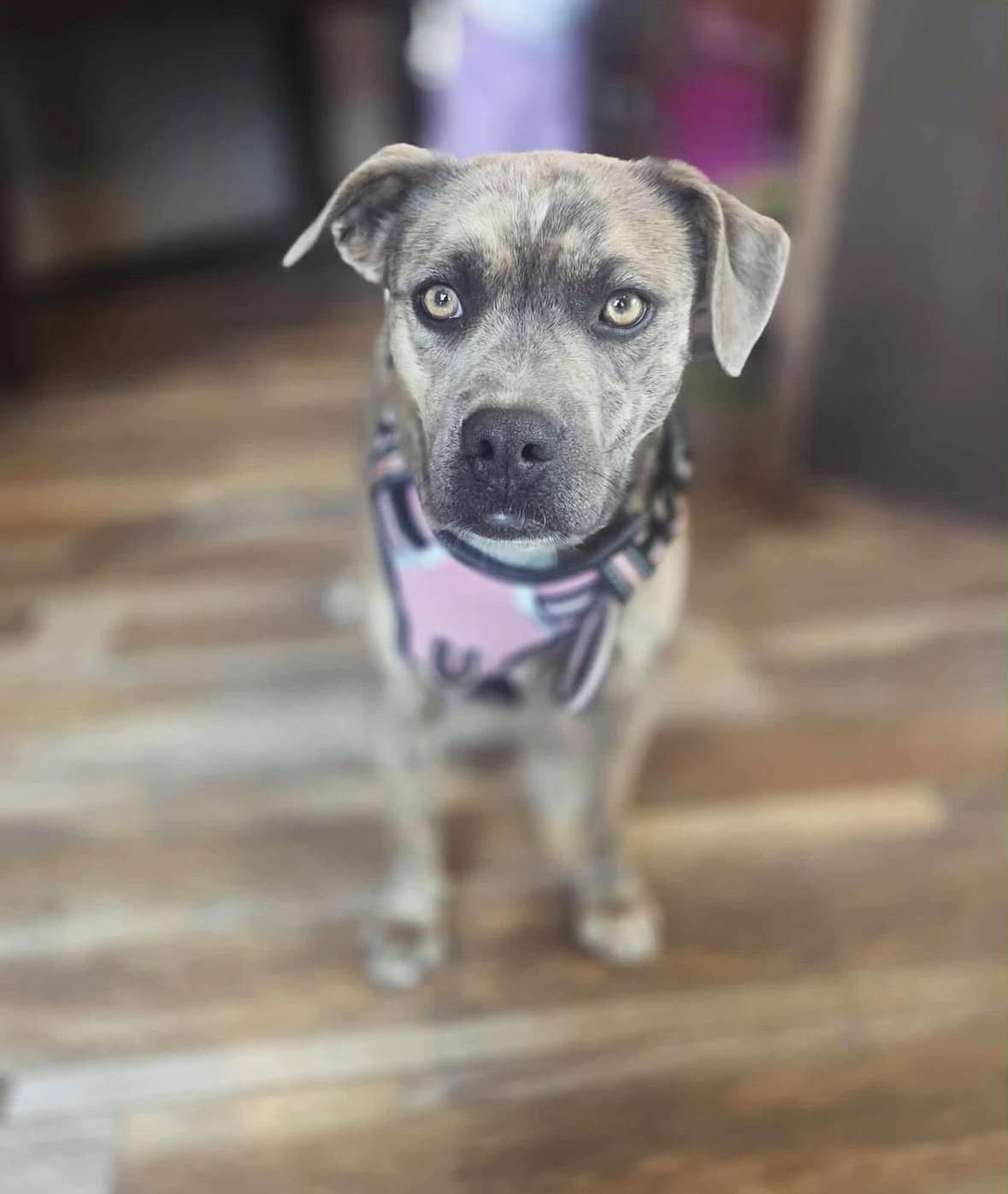 Enlarge Reece, a Adoptable mixed breed in Huson, MT image 5/6