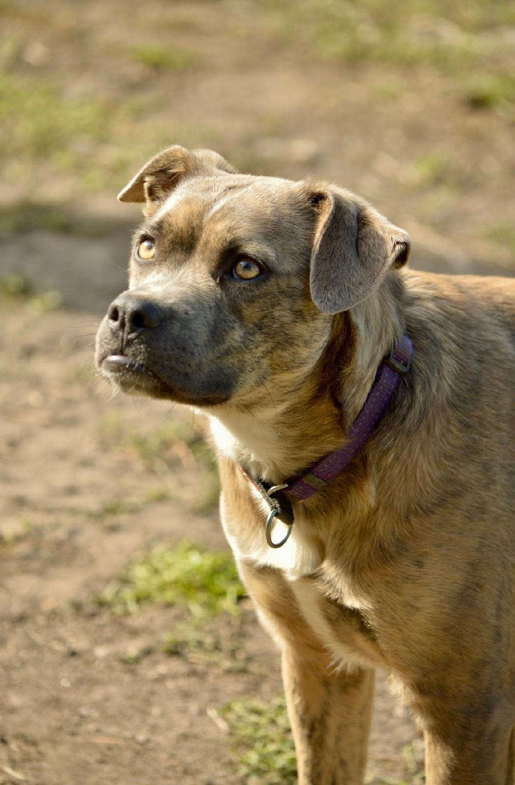 Enlarge Reece, a Adoptable mixed breed in Huson, MT image 1/6