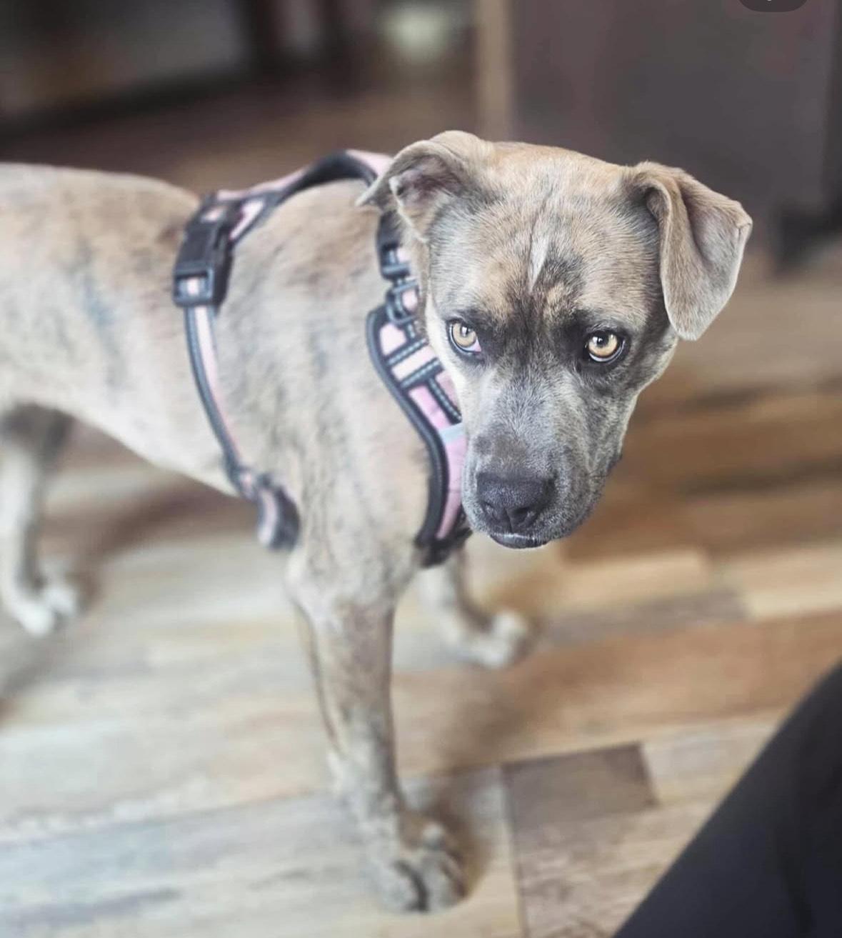 Enlarge Reece, a Adoptable mixed breed in Huson, MT image 6/6