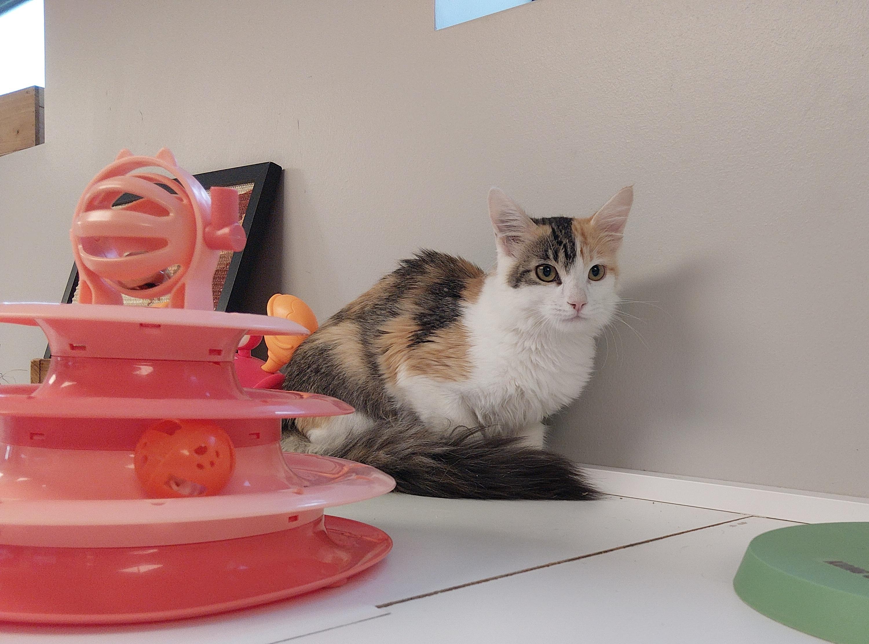 Satin, ADOPTABLE, Young Female Domestic Long Hair.