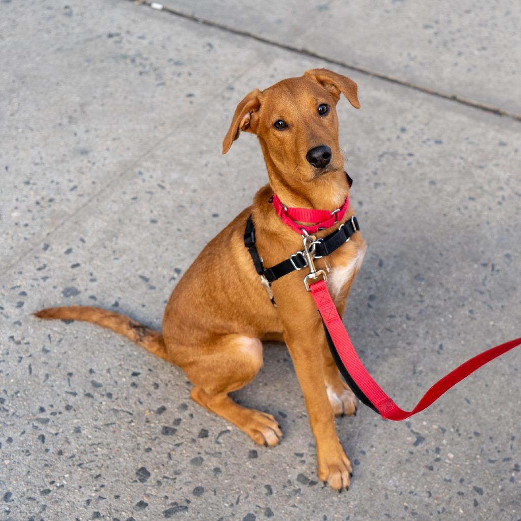 Noelle — thumbnail 2