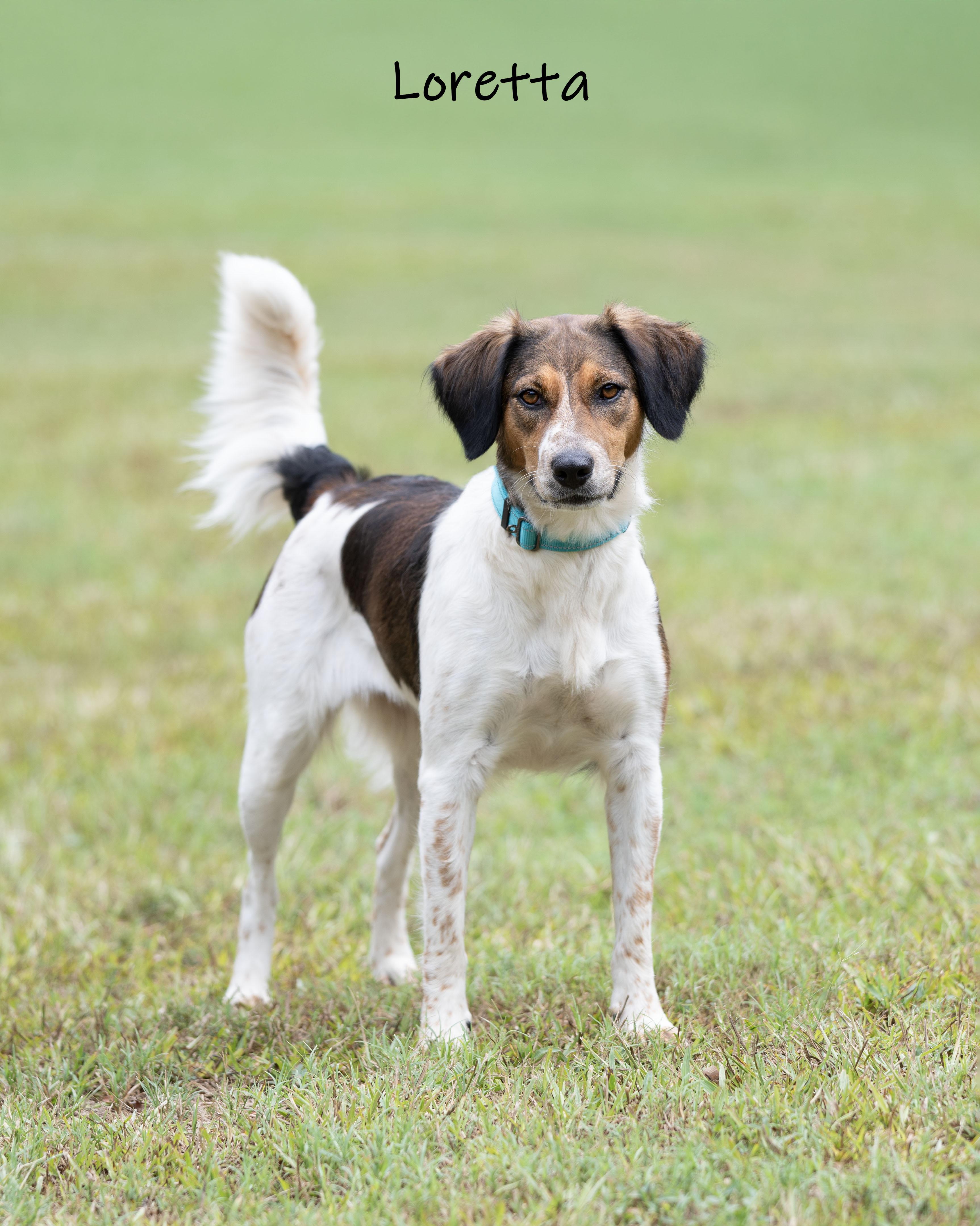 Enlarge Loretta, a Adoptable mixed breed in Bishop, GA image 2/6